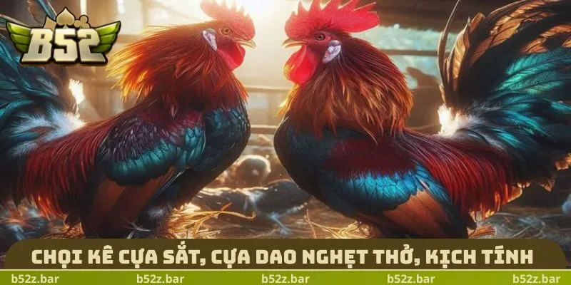 Chọi kê cựa sắt, cựa dao nghẹt thở, kịch tính
