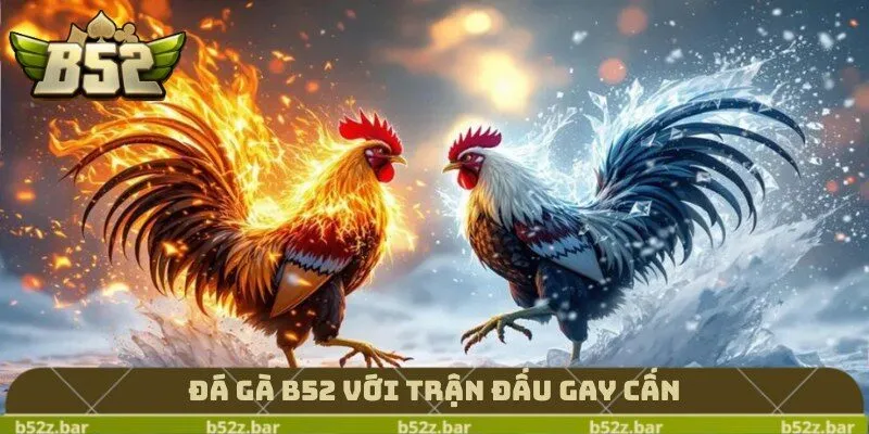 Đá gà B52 với trận đấu gay cấn