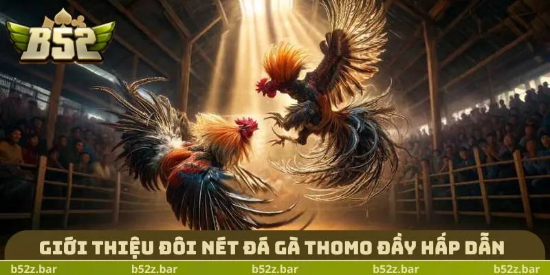Giới thiệu đôi nét đá gà Thomo đầy hấp dẫn