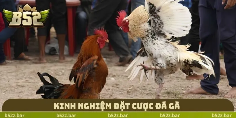 Kinh nghiệm đặt cược đá gà