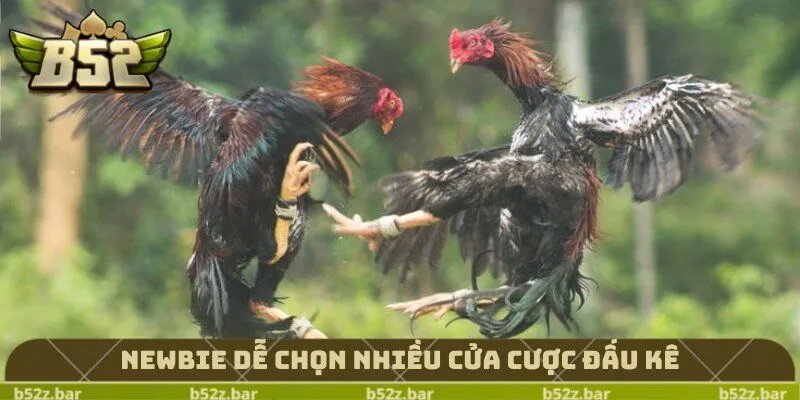 Newbie dễ chọn nhiều cửa cược đấu kê