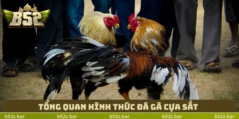 Tổng quan hình thức đá gà cựa sắt