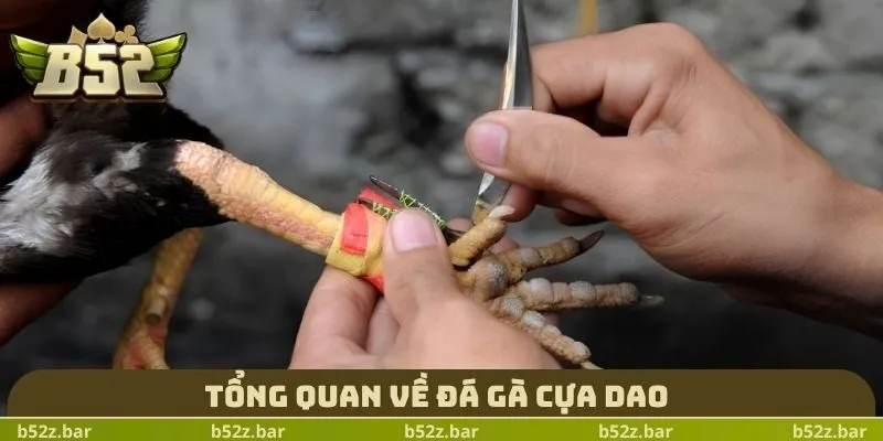 Tổng quan về đá gà cựa dao